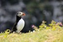 Puffin, Fratercula arctica Skomer Island Pembrokeshire