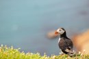 Puffin, Fratercula arctica Skomer Island Pembrokeshire