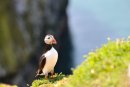 Puffin, Fratercula arctica Skomer Island Pembrokeshire