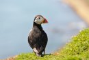 Puffin, Fratercula arctica Skomer Island Pembrokeshire