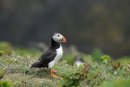 Puffin, Fratercula arctica Skomer Island Pembrokeshire