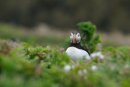 Puffin, Fratercula arctica Skomer Island Pembrokeshire