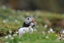 Puffin, Fratercula arctica Skomer Island Pembrokeshire