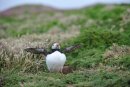 Puffin, Fratercula arctica Skomer Island Pembrokeshire
