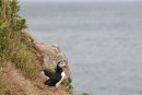 Puffin, Fratercula arctica Skomer Island Pembrokeshire