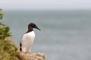 Guillemot Uria aalge Skomer Island Pembrokeshire