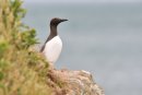 Guillemot Uria aalge Skomer Island P embrokeshire