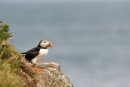 Puffin, Fratercula arctica Skomer Island Pembrokeshire