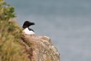 Razorbill Alca torda Skomer Island Pembrokeshire