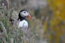 Puffin, Fratercula arctica Skomer Island Pembrokeshire
