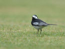 Pied wagtail<br><em>(Motacilla alba)