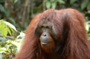 Orangutan <br><em>(Pongo pygmaeus)