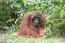 Orangutan<br><em>(Pongo pygmaeus)