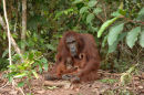 Orangutan<br><em>(Pongo pygmaeus)