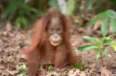 Orangutan<br><em>(Pongo pygmaeus)
