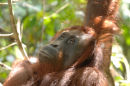 Orangutan<br><em>(Pongo pygmaeus)