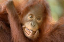 Orangutan<br><em>(Pongo pygmaeus)