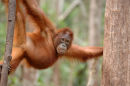 Orangutan<br><em>(Pongo pygmaeus)