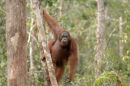 Orangutan<br><em>(Pongo pygmaeus)