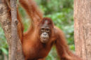 Orangutan<br><em>(Pongo pygmaeus)