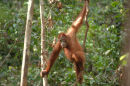 Orangutan<br><em>(Pongo pygmaeus)