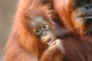 Orangutan<br><em>(Pongo pygmaeus)