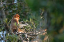 Proboscis monkey <br><em>(Nasalis larvatus)