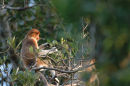 Proboscis monkey <br><em>(Nasalis larvatus)