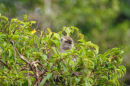 Long-tailed macaque <br><em>(macaca fascicularis)