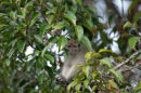 Long-tailed macaque <br><em>(macaca fascicularis)