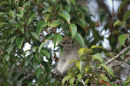 Long-tailed macaque <br><em>(macaca fascicularis)