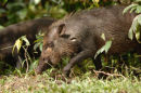 Bearded pig <br><em>(Sus barbatus)