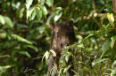Bearded pig <br><em>(Sus barbatus)