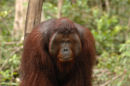Orangutan<br><em>(Pongo pygmaeus)