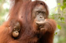 Orangutan<br><em>(Pongo pygmaeus)