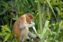 Proboscis monkey <br><em>(Nasalis larvatus)