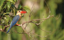 Stork-billed kingfisher<br><em>(Pelargopsis capensis)