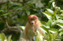 Proboscis monkey <br><em>(Nasalis larvatus)