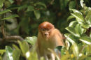 Proboscis monkey <br><em>(Nasalis larvatus)