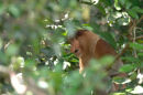 Proboscis monkey <br><em>(Nasalis larvatus)