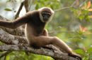 Agile gibbon <br><em>(Hylobates agilis)