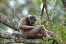 Agile gibbon <br><em>(Hylobates agilis)