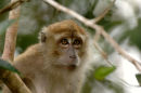 Long-tailed macaque <br><em>(macaca fascicularis)