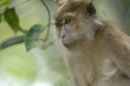 Long-tailed macaque <br><em>(macaca fascicularis)