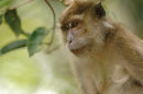 Long-tailed macaque <br><em>(macaca fascicularis)