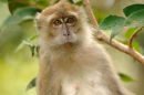 Long-tailed macaque <br><em>(macaca fascicularis)