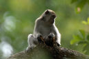 Long-tailed macaque <br><em>(macaca fascicularis)
