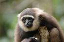 Agile gibbon <br><em>(Hylobates agilis)