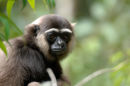 Agile gibbon <br><em>(Hylobates agilis)