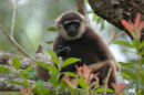 Agile gibbon <br><em>(Hylobates agilis)